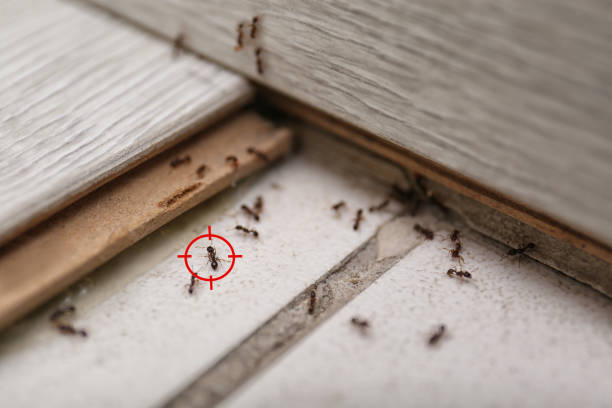 Best Pest Prevention Services  in Lake Holiday, IL