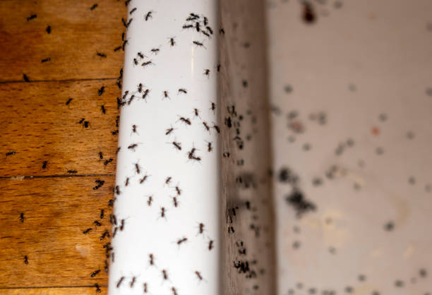 Insect Control in Lake Holiday, IL