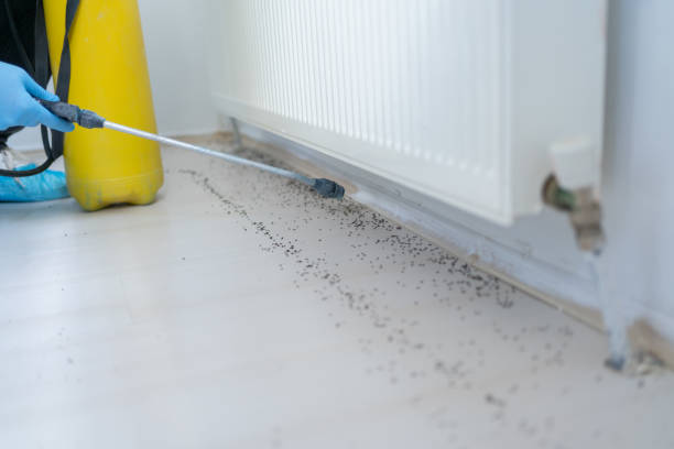 Best Flea Control Services  in Lake Holiday, IL